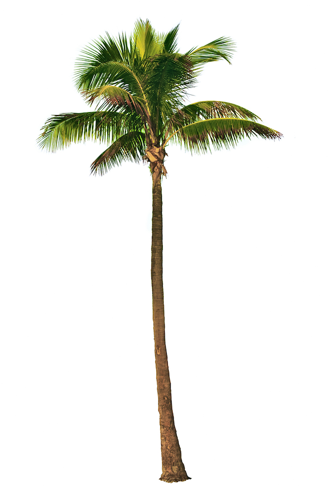Palm Readings: How to Select the Right Tree for Your Yard - Space Coast  Living Magazine