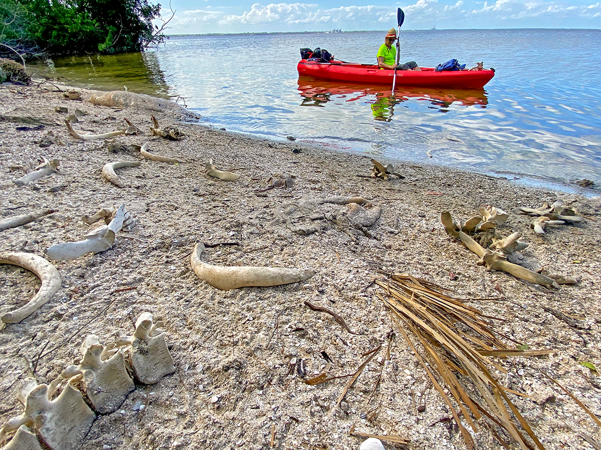 Manatee bones litter a spoil island in Indian River Lagoon