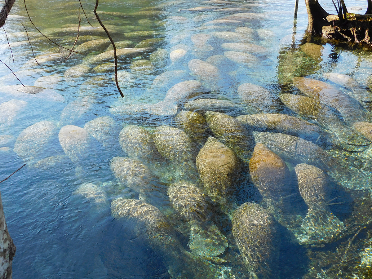manatees in spring water during winter