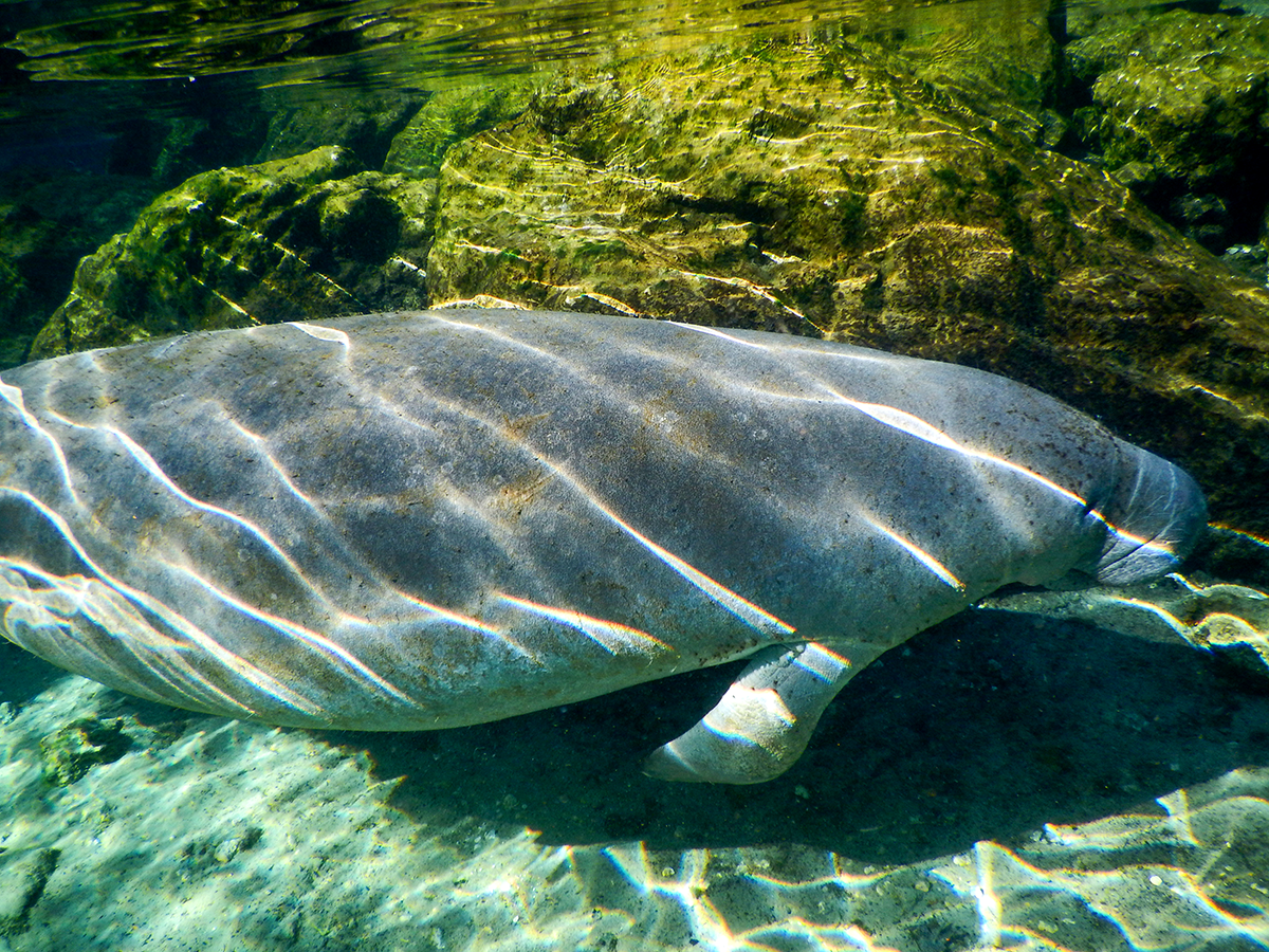 Manatees also like to gather at Three Sisters Springs