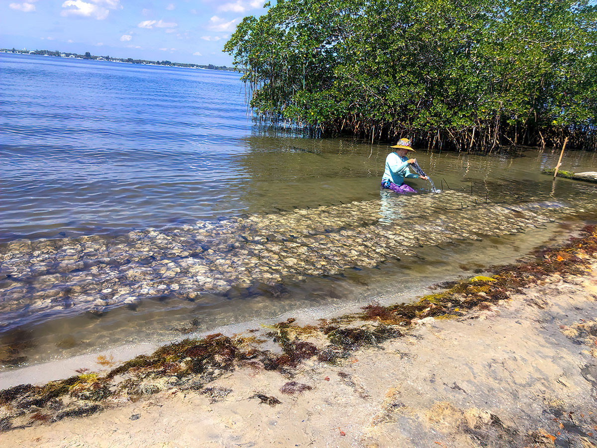 Reef building of the oyster beds is mostly done by volunteers