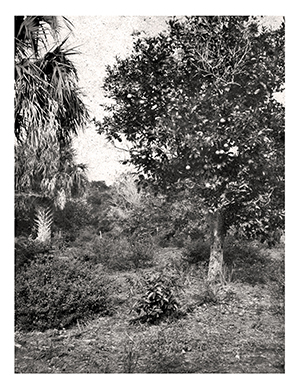 Douglas Dummett's orange grove on Merritt Island is considered the mother grove for all current citrus in Florida. Cuttings and seedlings from the grove saved the industry after it was decimated by a freeze in 1835. 