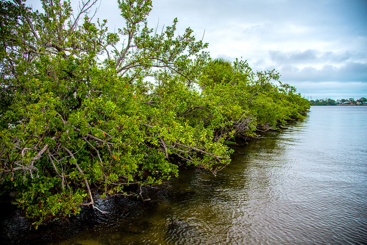 mangroves along the banks of the Indian River Lagoon