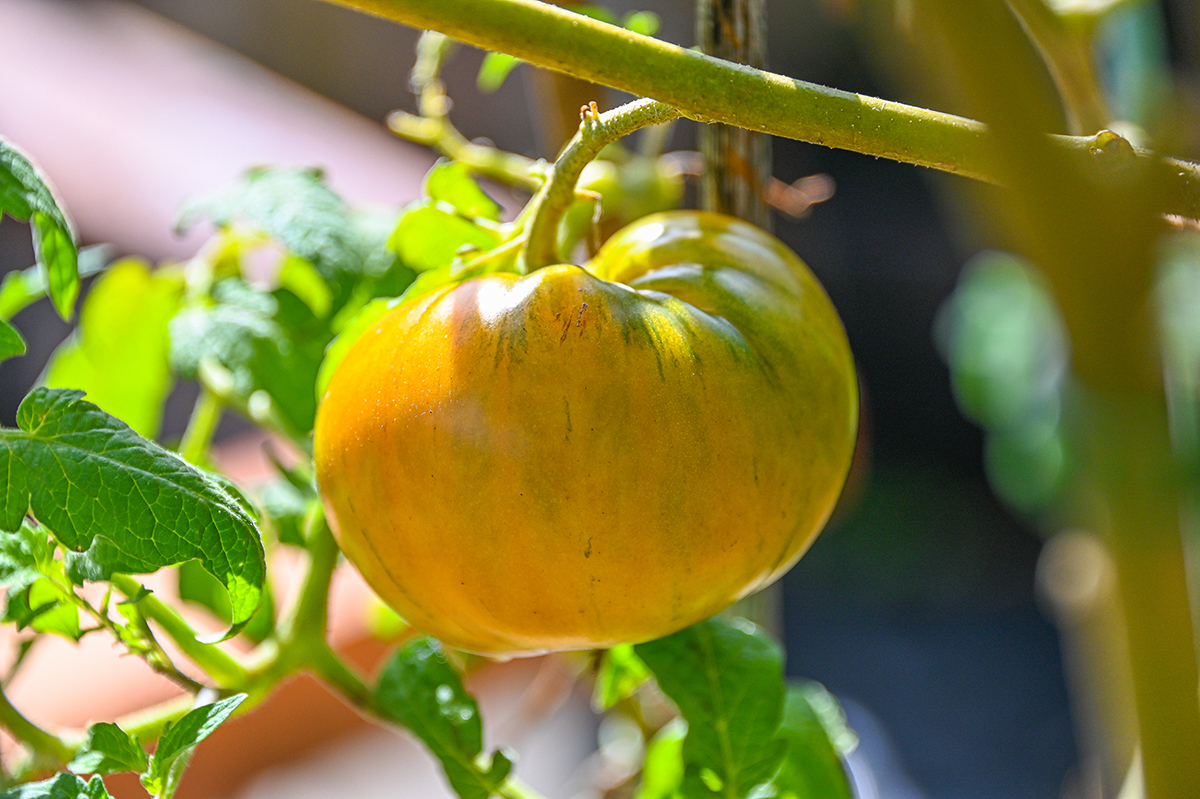 A yellow tomato is one of 15 varieties grown in the couple’s garden. 