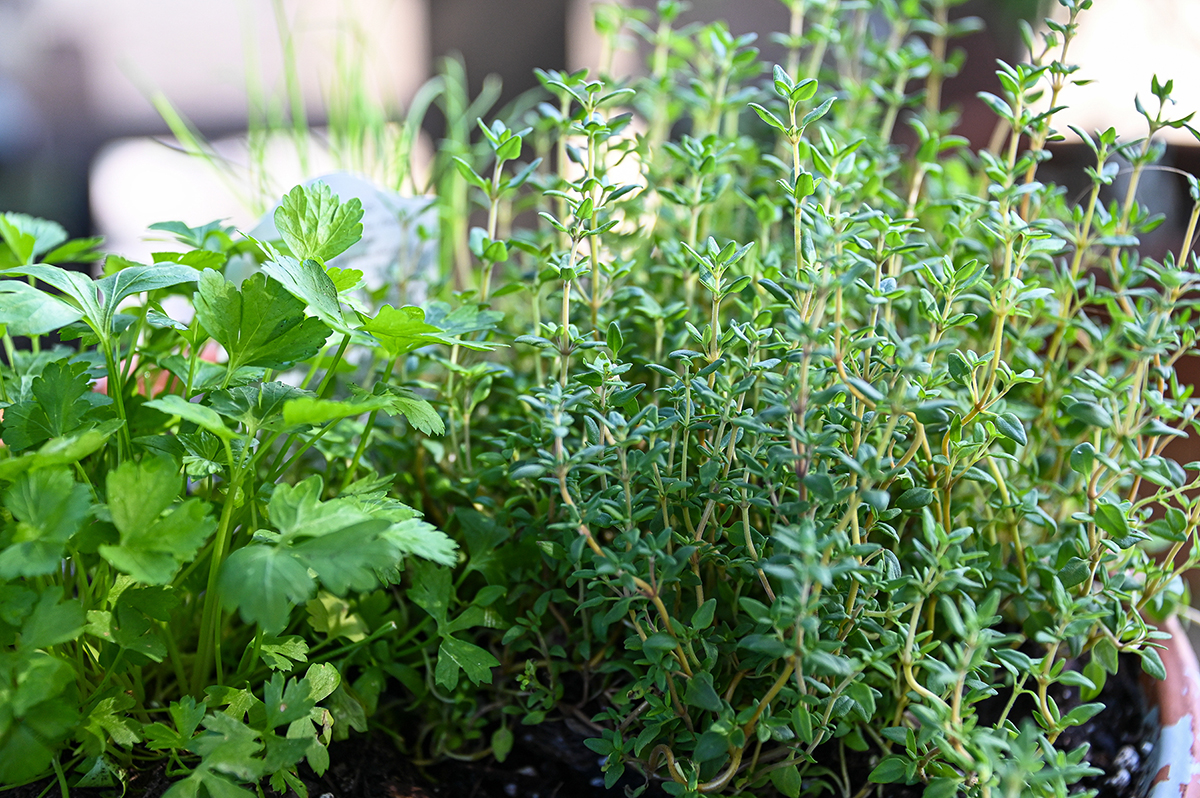 Parsley, cilantro and rosemary are just a few herb varieties that are easy to grow and invaluable for multiple seasoning uses.