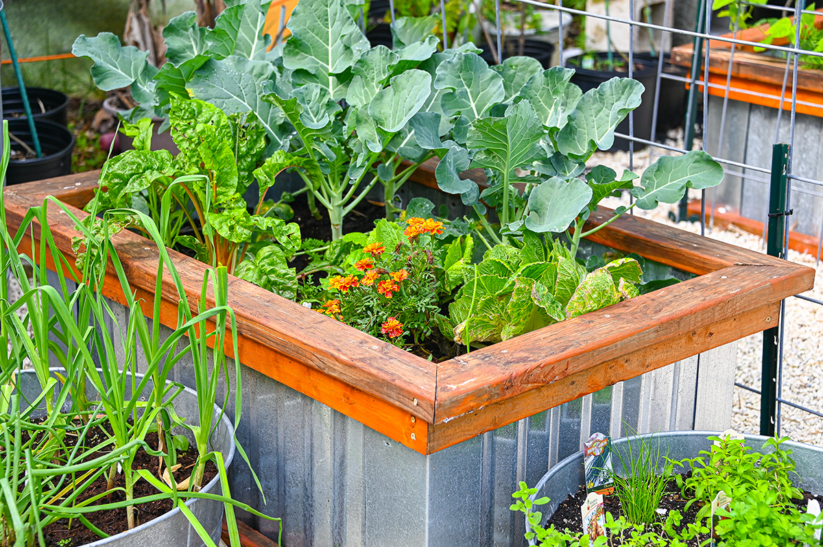 Above ground wood and metal planter boxes provide benefits by saving space, easy watering and keeping the soil fertile and intact.