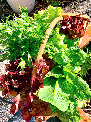 Leafy and colorful red and green lettuce and arugula