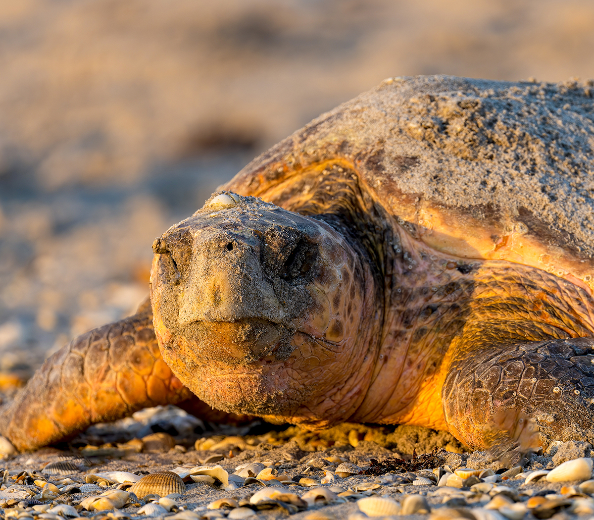 Loggerheads start arriving in April to deposit their eggs and are usually done by August and account for the majority of the Brevard nestings.