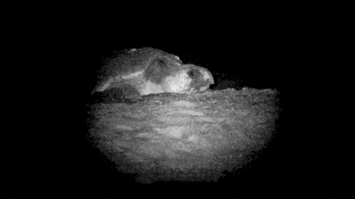 A nesting turtle is photographed by a night vision camera.