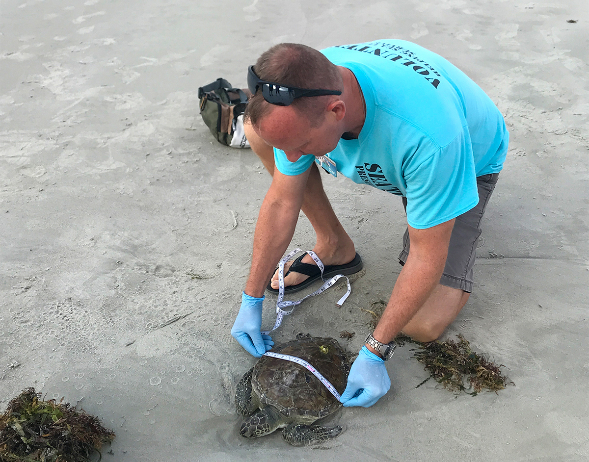 A trained volunteer for the the Sea Turtle Preservation Society measures a turtle.