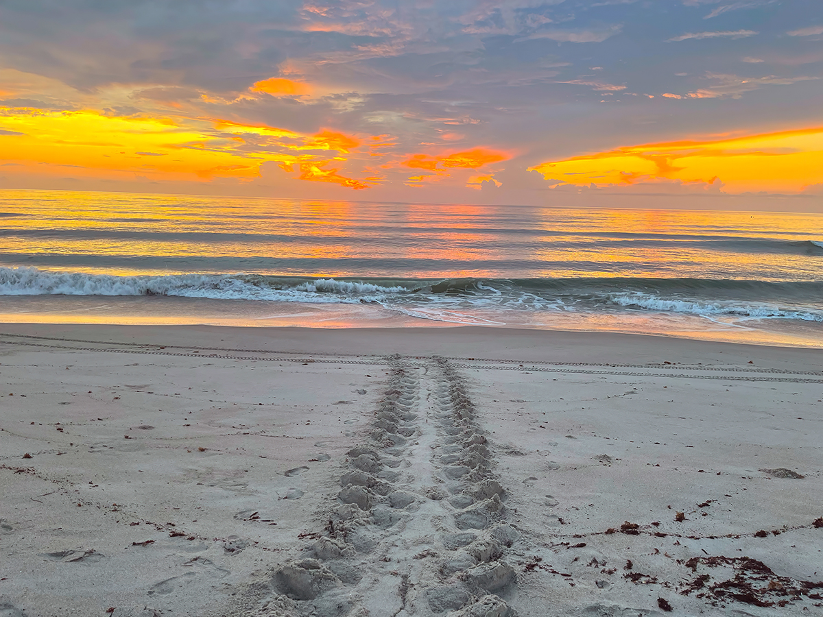 From spring to fall, turtle tracks to and from the sea can be found on Brevard County beaches.
