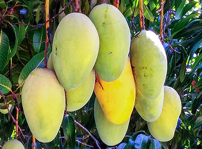 Valencia Pride mangoes