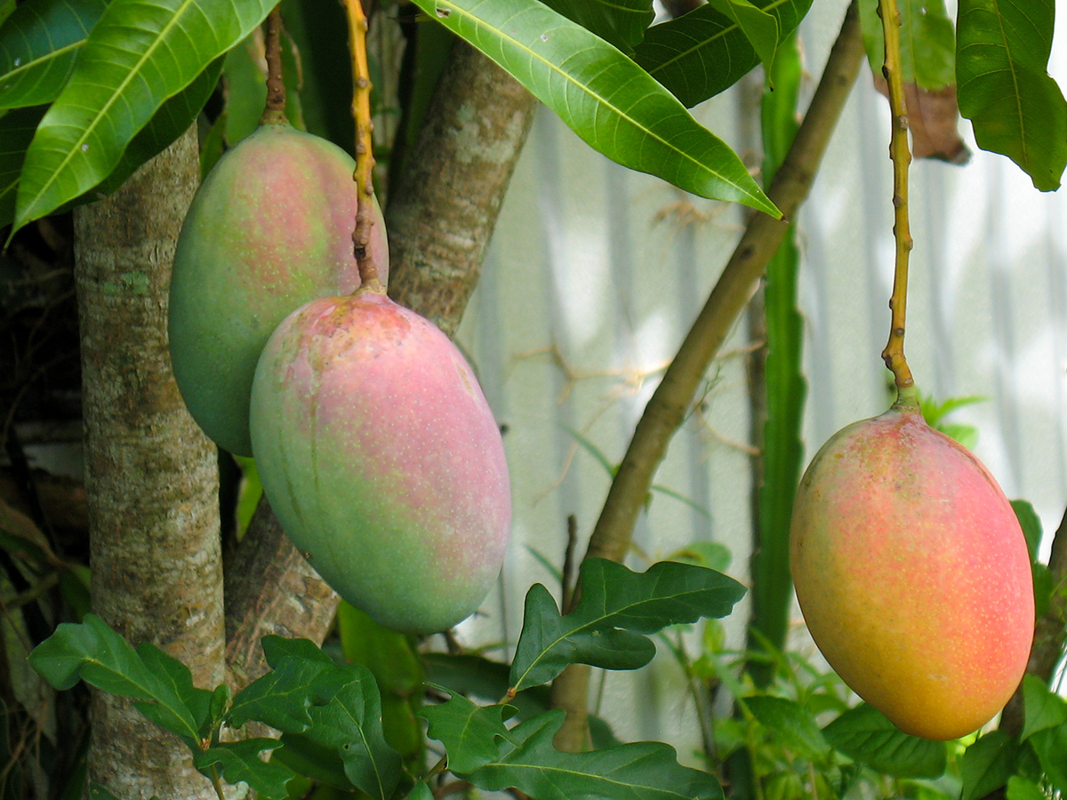 Brevard home growers have turned to mangoes as a favorite crop