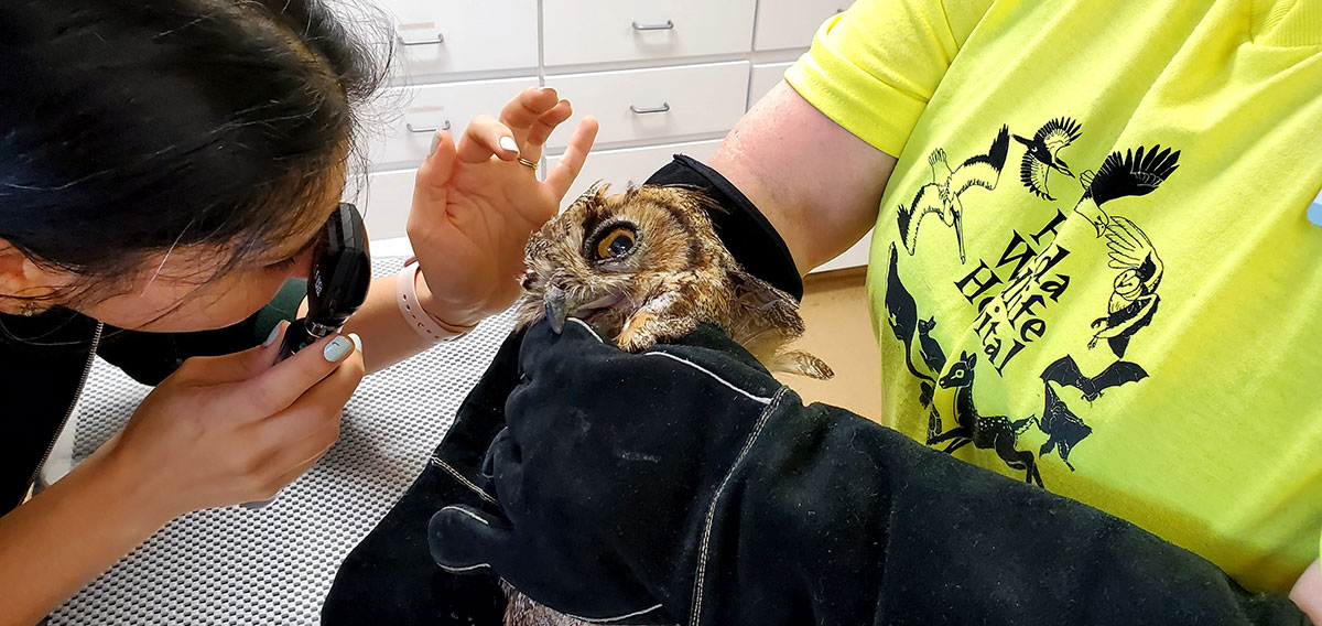 An injured great-horned owl gets