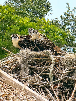 osprey in nest