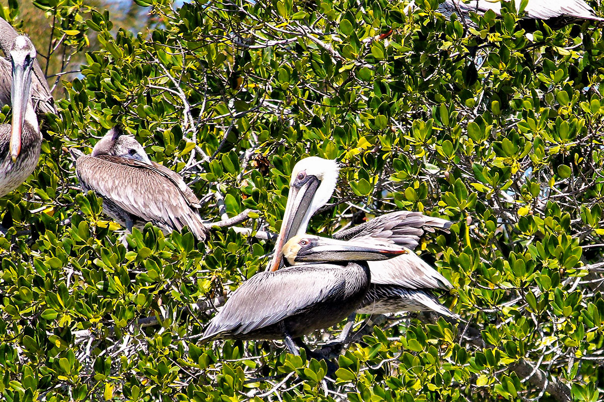 pelicans in tree