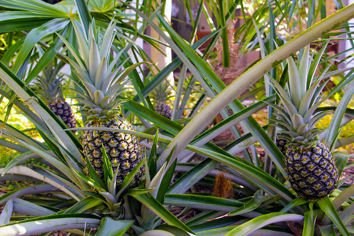 pineapple bed