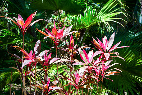Native and exotic plant specimens call Florida Tech’s Joy and Gordon Patterson Botanical Garden home.