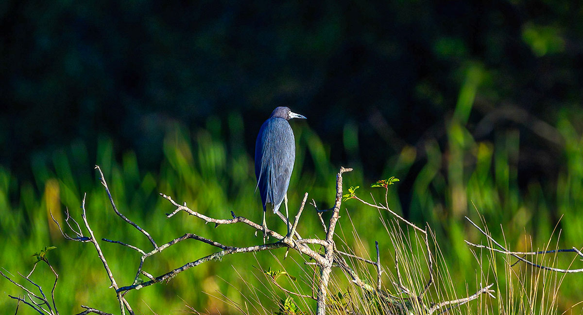 a beautiful view of the flora and fauna found at Viera Wetlands
