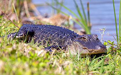 Gators are probably the most photographed subject at the Viera Wetlands. Oneshould be aware of their surroundings when visiting and use caution. 