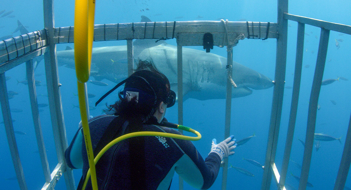 Daly-Engel observes from a submerged protective metal cage 