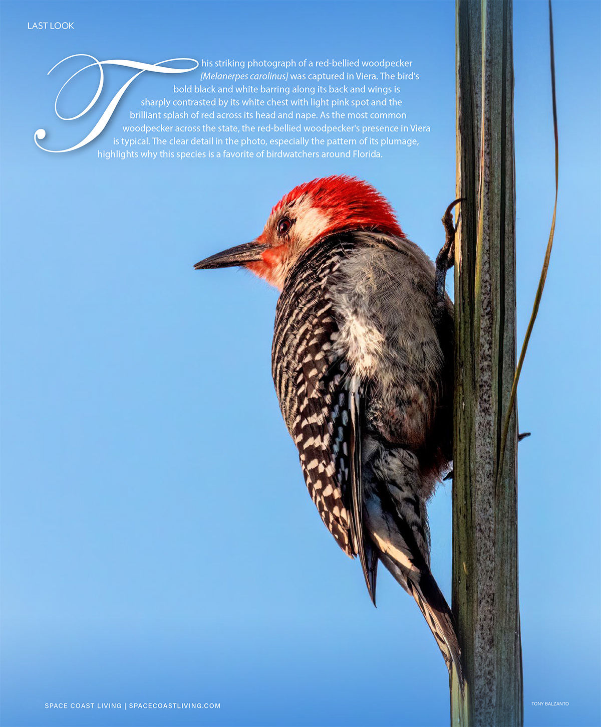 red-bellied woodpecker